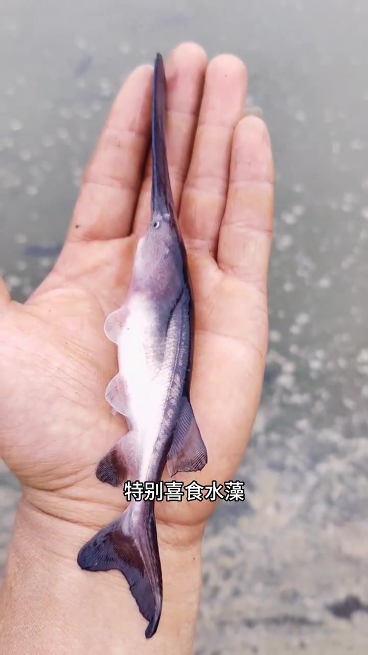 四川鸭嘴鱼苗来啦!嘴巴比尾巴还长的鱼,鸭嘴鱼习性和花鲢鱼一样,肥水养殖长势较快。水产养殖 