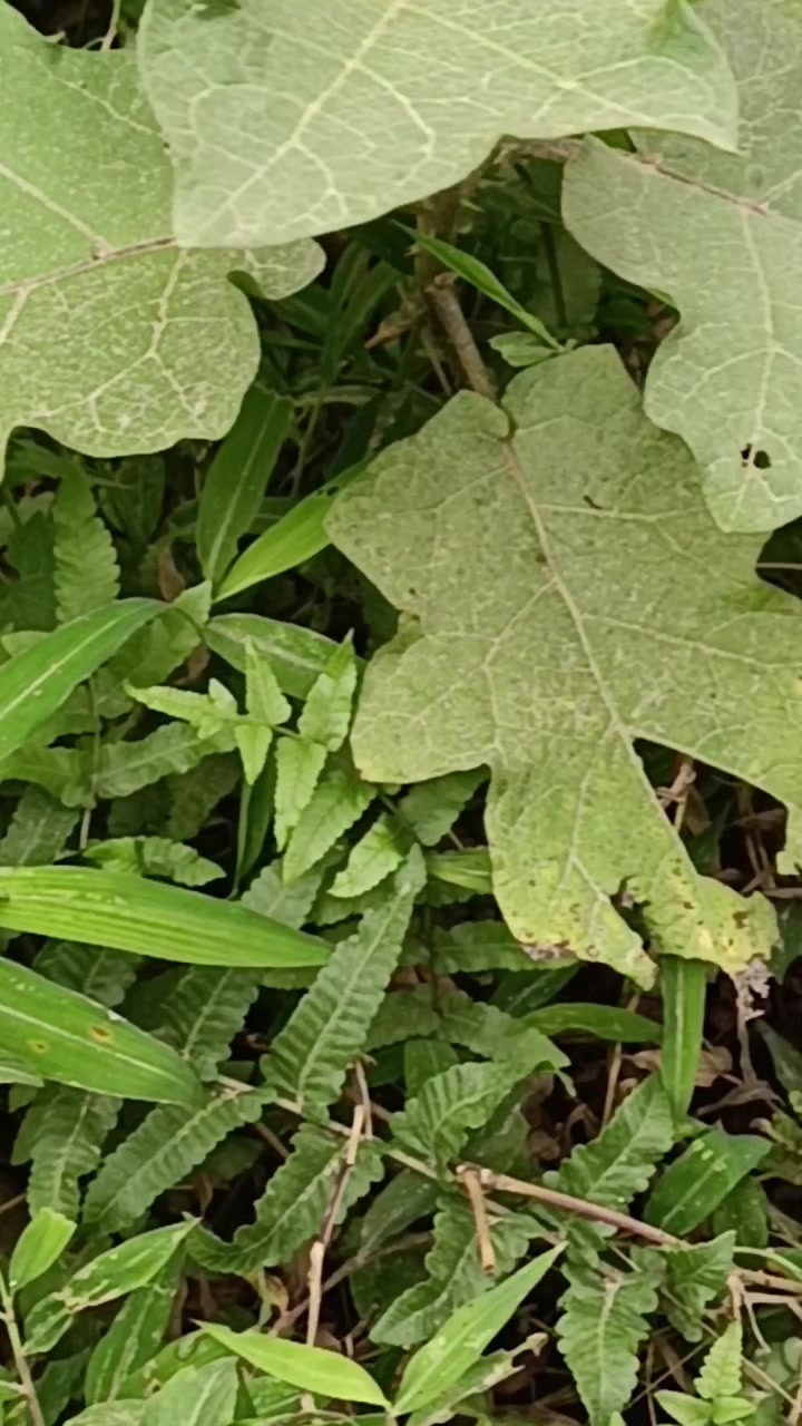 延叶珍珠菜又名疠子草,是报春花科珍珠菜属一年生草本植物。