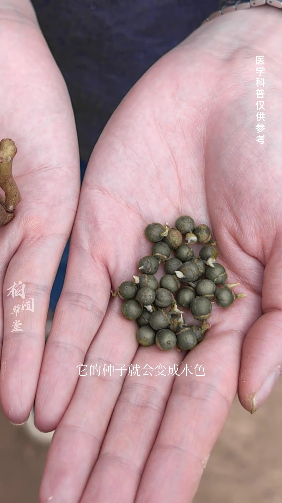 植物科普 拐枣也叫做枳椇、鸡爪梨,它是一种古老的树种