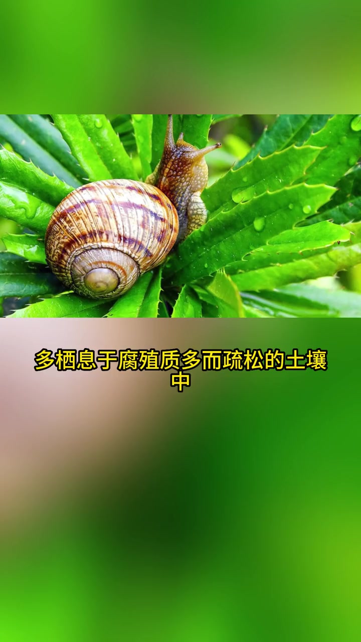 蜗牛喜栖于有机质较丰富的疏松团粒土壤中,但对土壤的酸碱度有一定的要求。大多数个体生活在PH