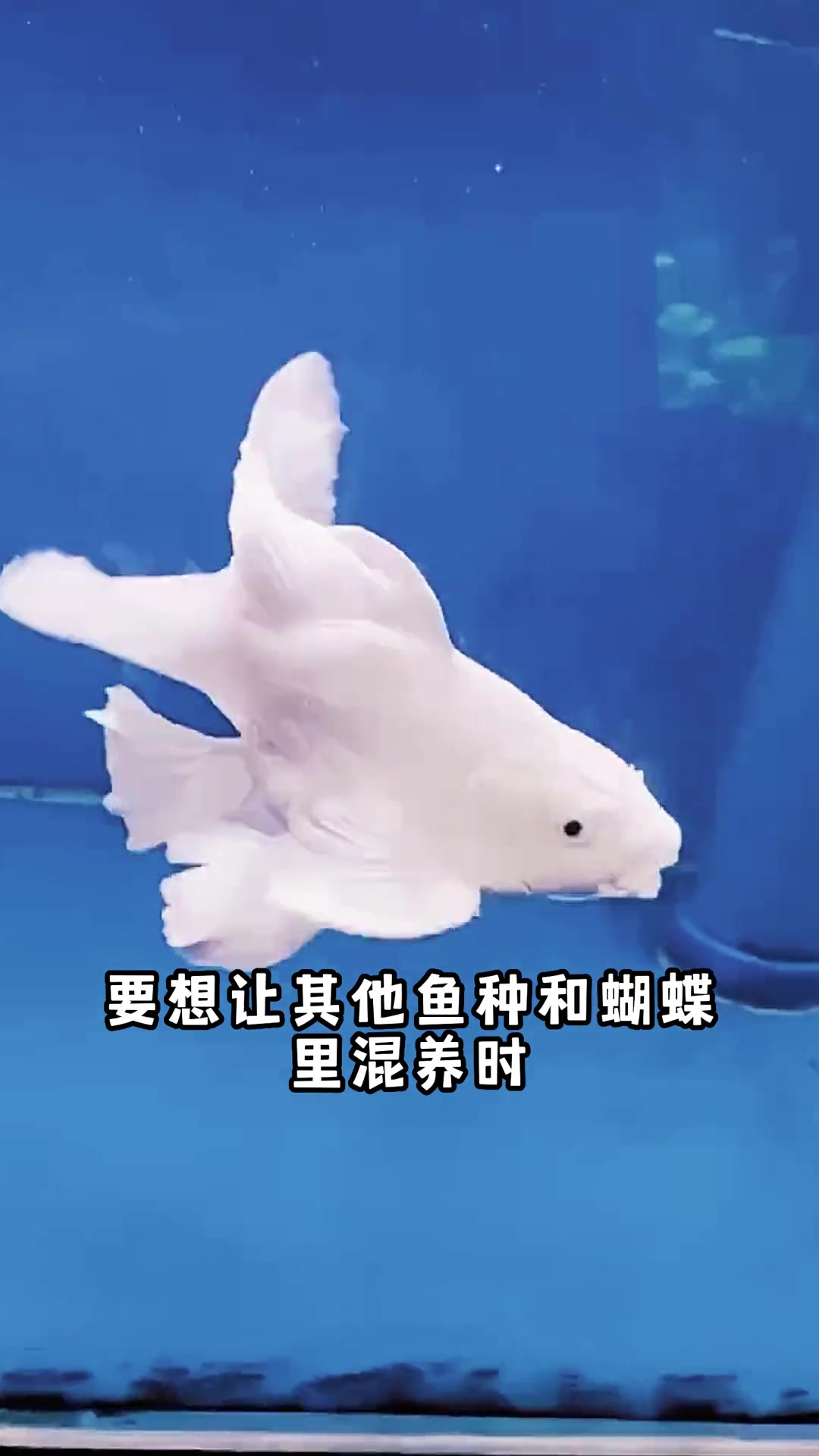 想入手蝴蝶鲤的鱼友们别忍住,太好看了,简直像是仙子!观赏鱼