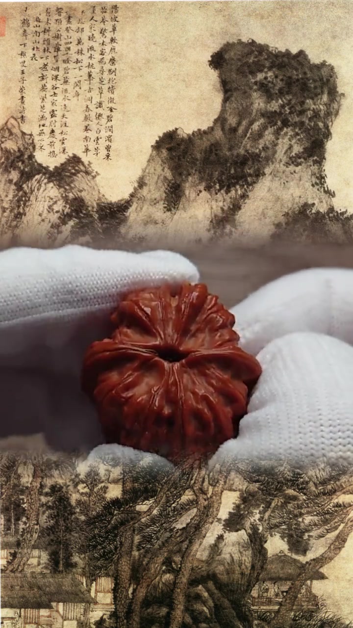 第3集|赤龙鸡心 文玩核桃 文玩核桃品种 夏日科普星探企划 +小助手