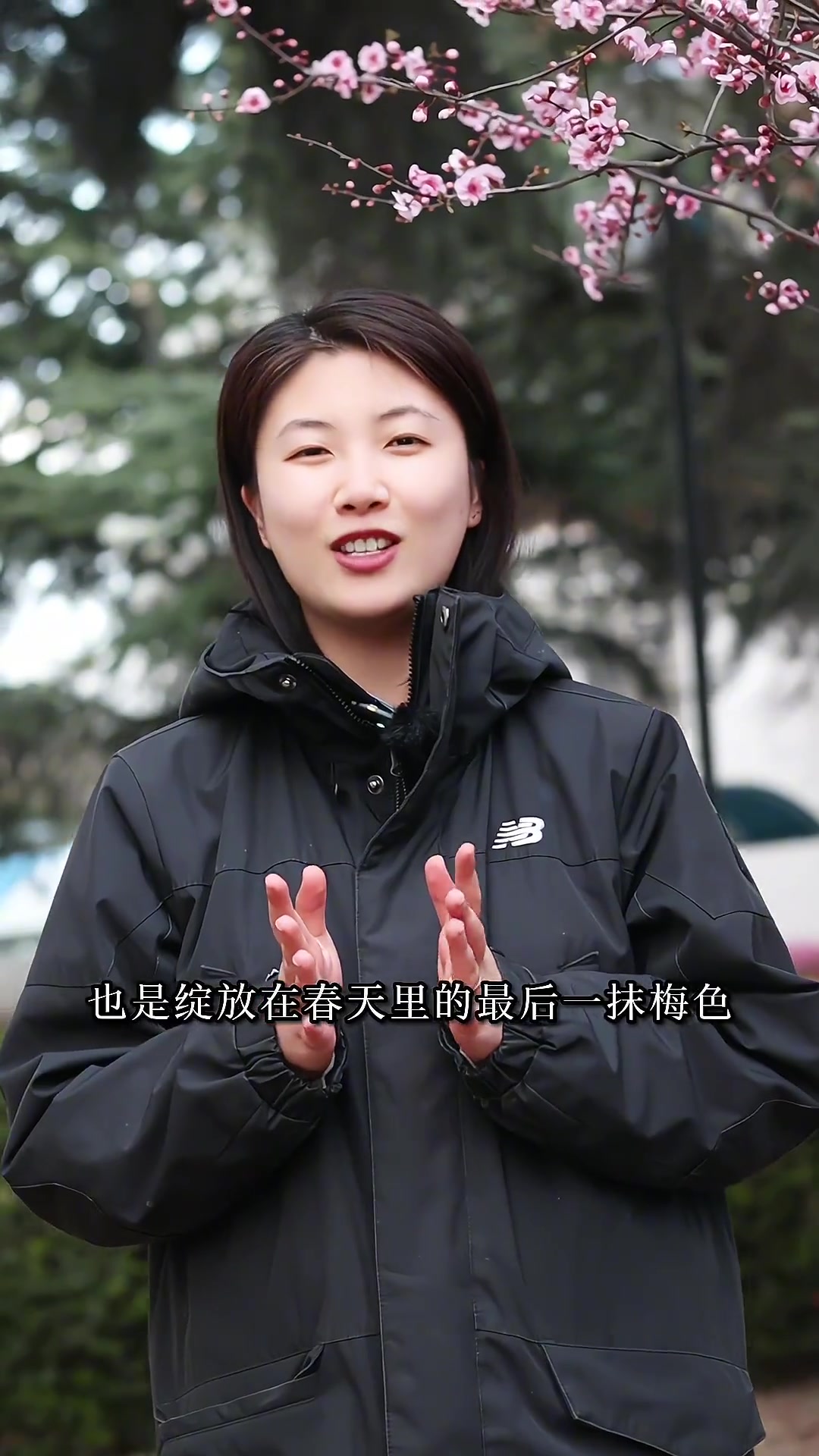 又到了美人梅盛开的季节,这么美的花谁不喜欢呢?