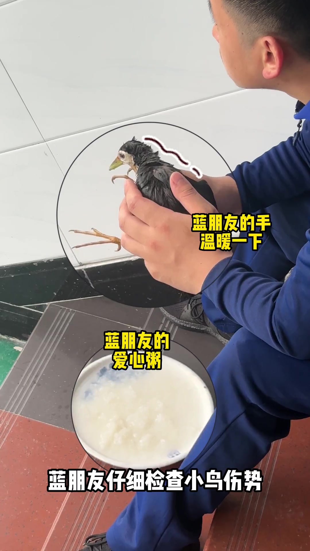 白面水鸡 因暴雨误入消防队,蓝朋友暖心救助。保护野生动物
