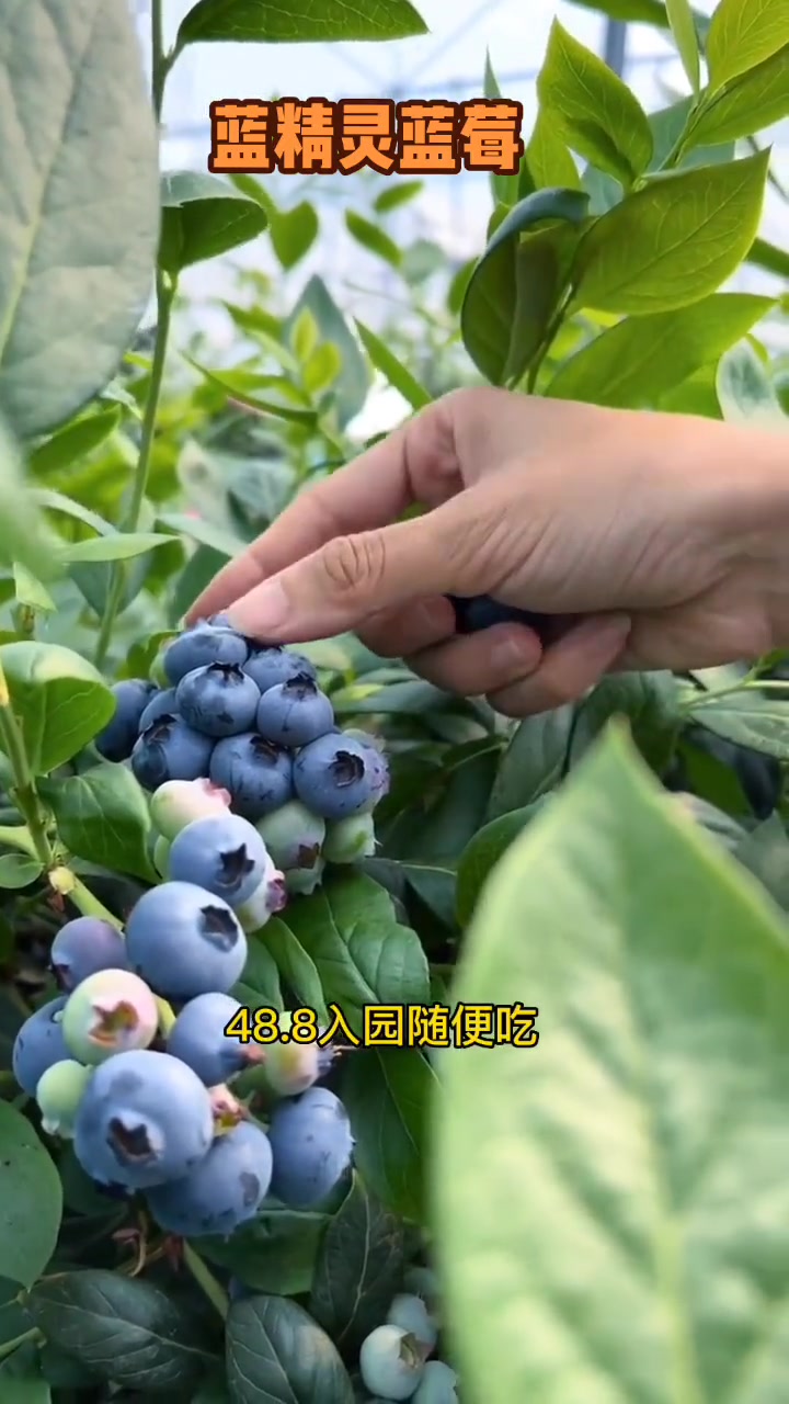 第43集|浪计划 48.8限量一千张乖乖些赶快冲,五一节溜娃好去处,多吃蓝莓对眼睛好 五一