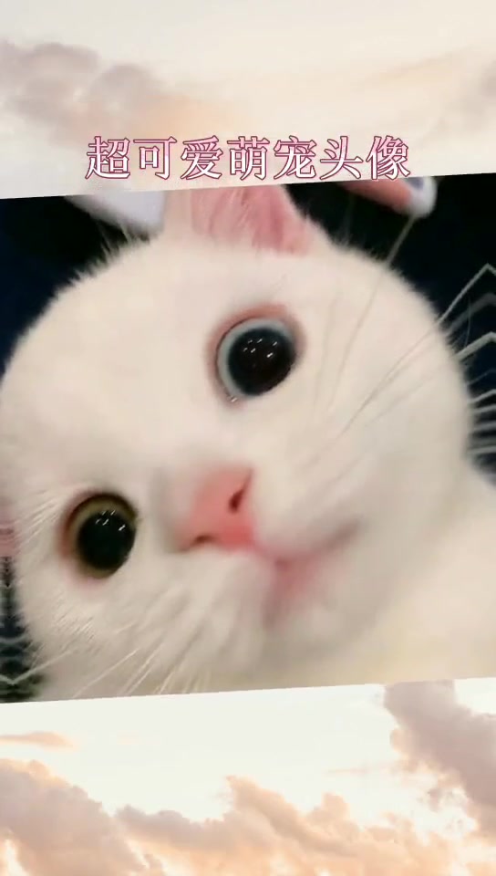 萌宠 动物头像 软萌可爱的动物头像有谁不喜欢呢 快去收