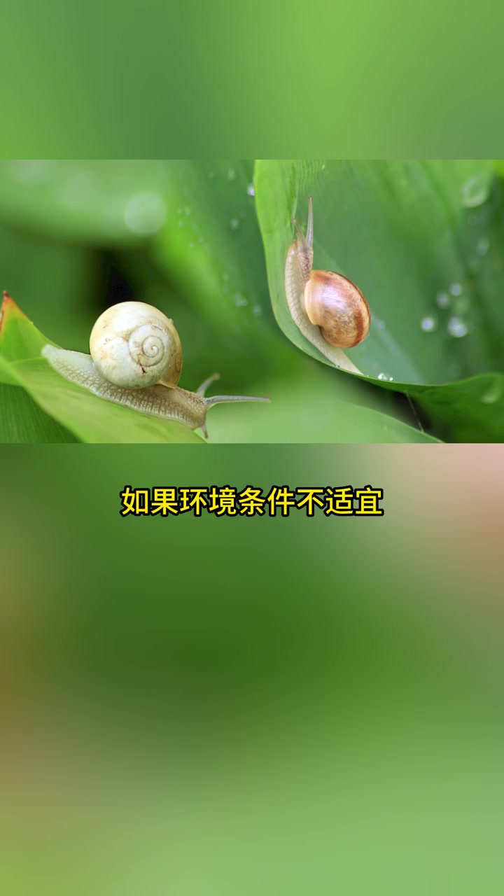 在环境条件适宜时,蜗牛在地面活动;如果环境条件不适宜,则钻入土表层或洞穴、树洞和石块下隐居
