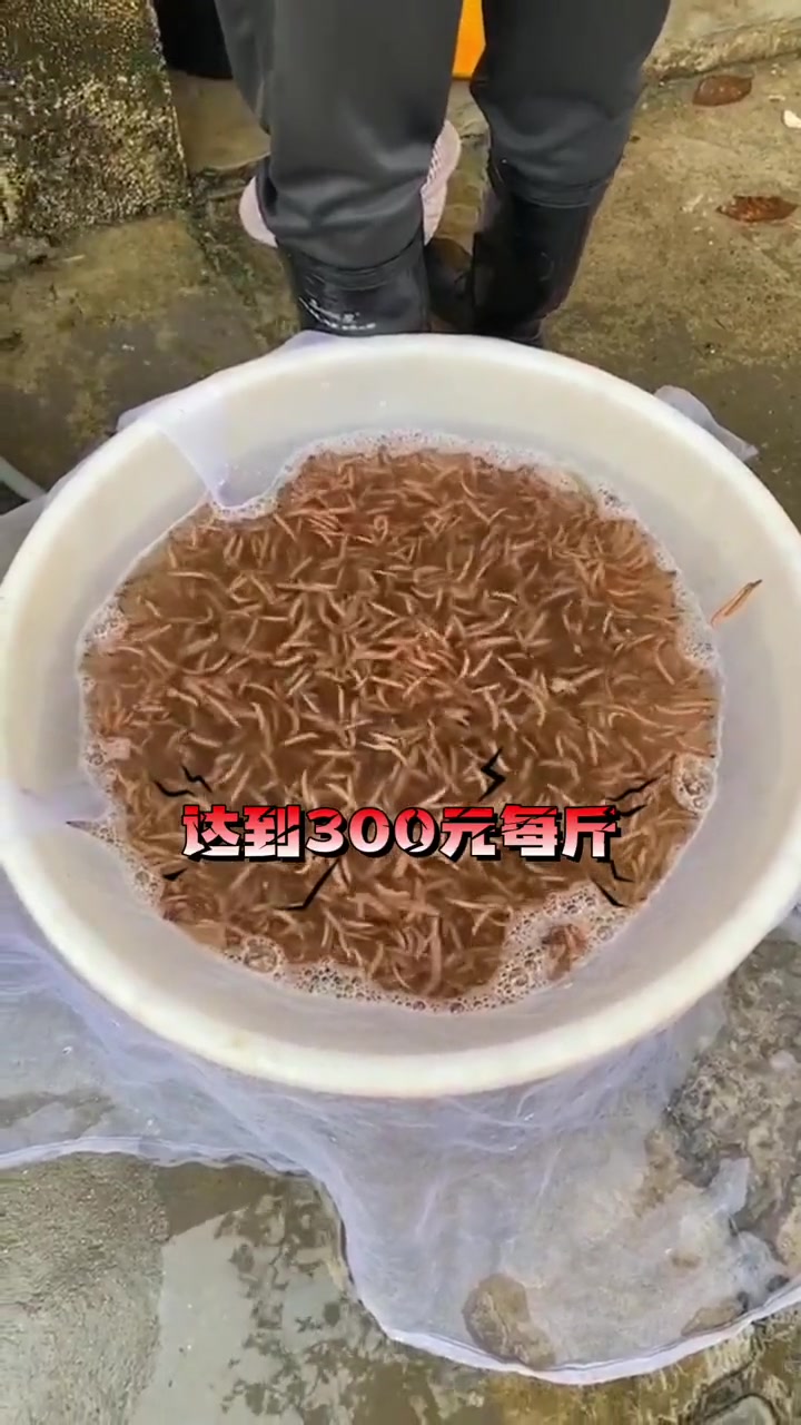 禾虫不仅味道鲜美,营养丰富,最重要的是经济价值超高禾虫养殖