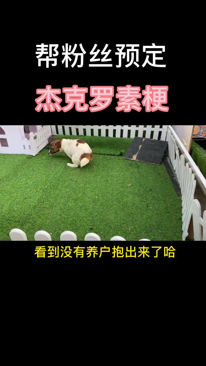 萌宠推荐官 杰克罗素梗 柴犬