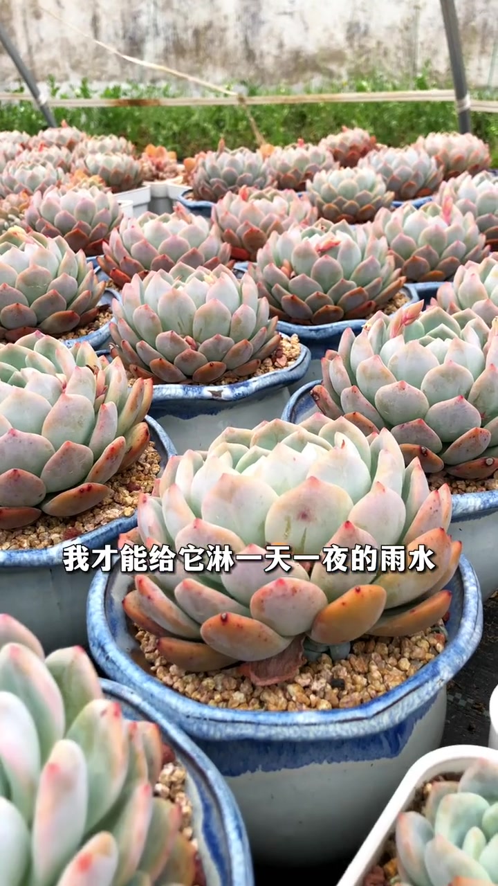 多肉淋雨的注意事项 多肉植物 多肉 多肉养护