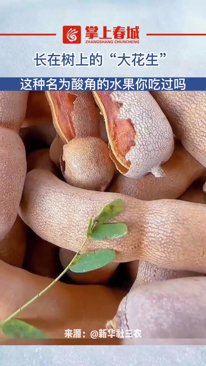 长在树上的“大花生” 这种名为酸角的水果你吃过吗 有一种叫云南的生活 云南美食 好吃到惊艳