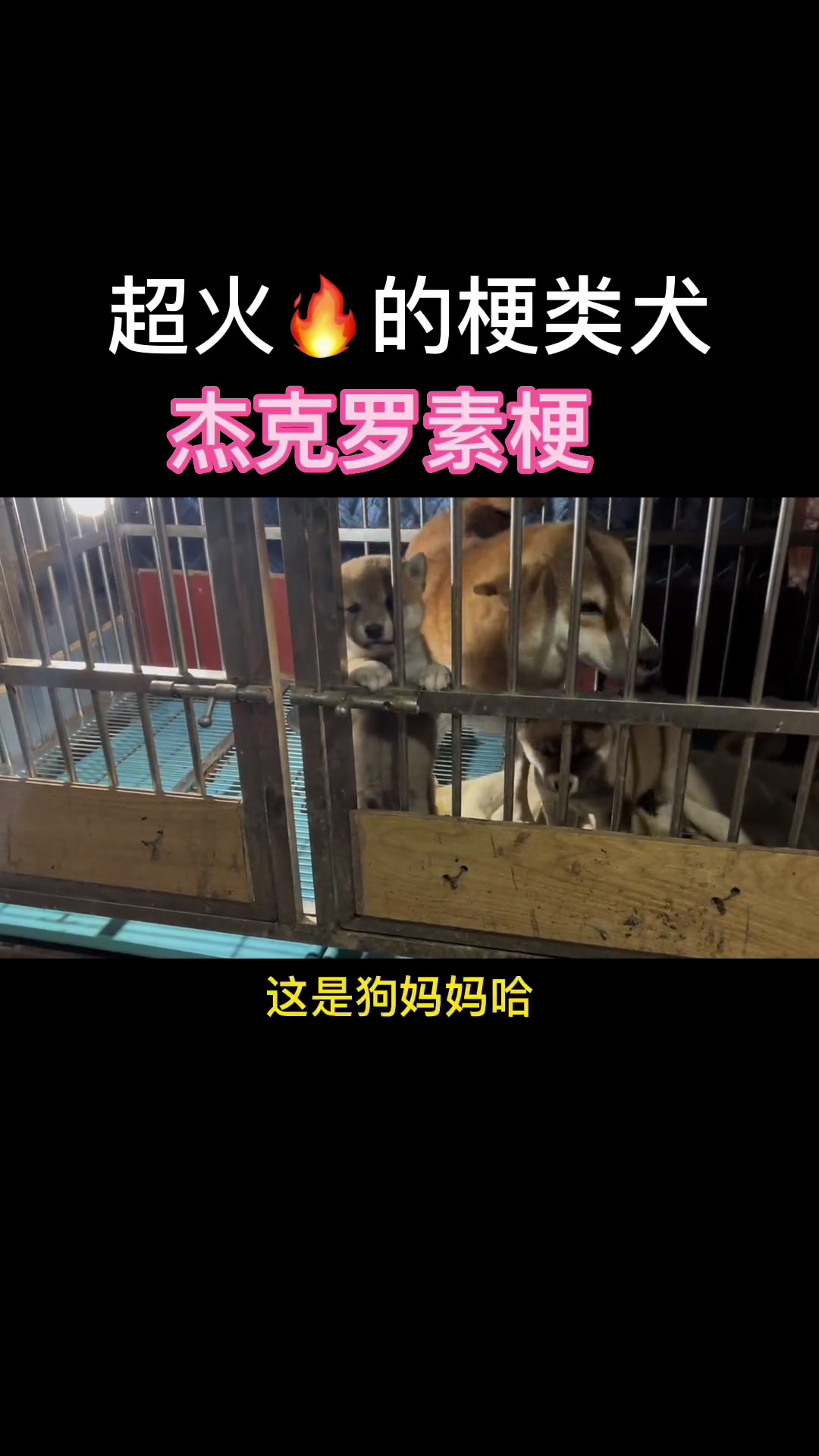 杰克罗素梗 柴犬