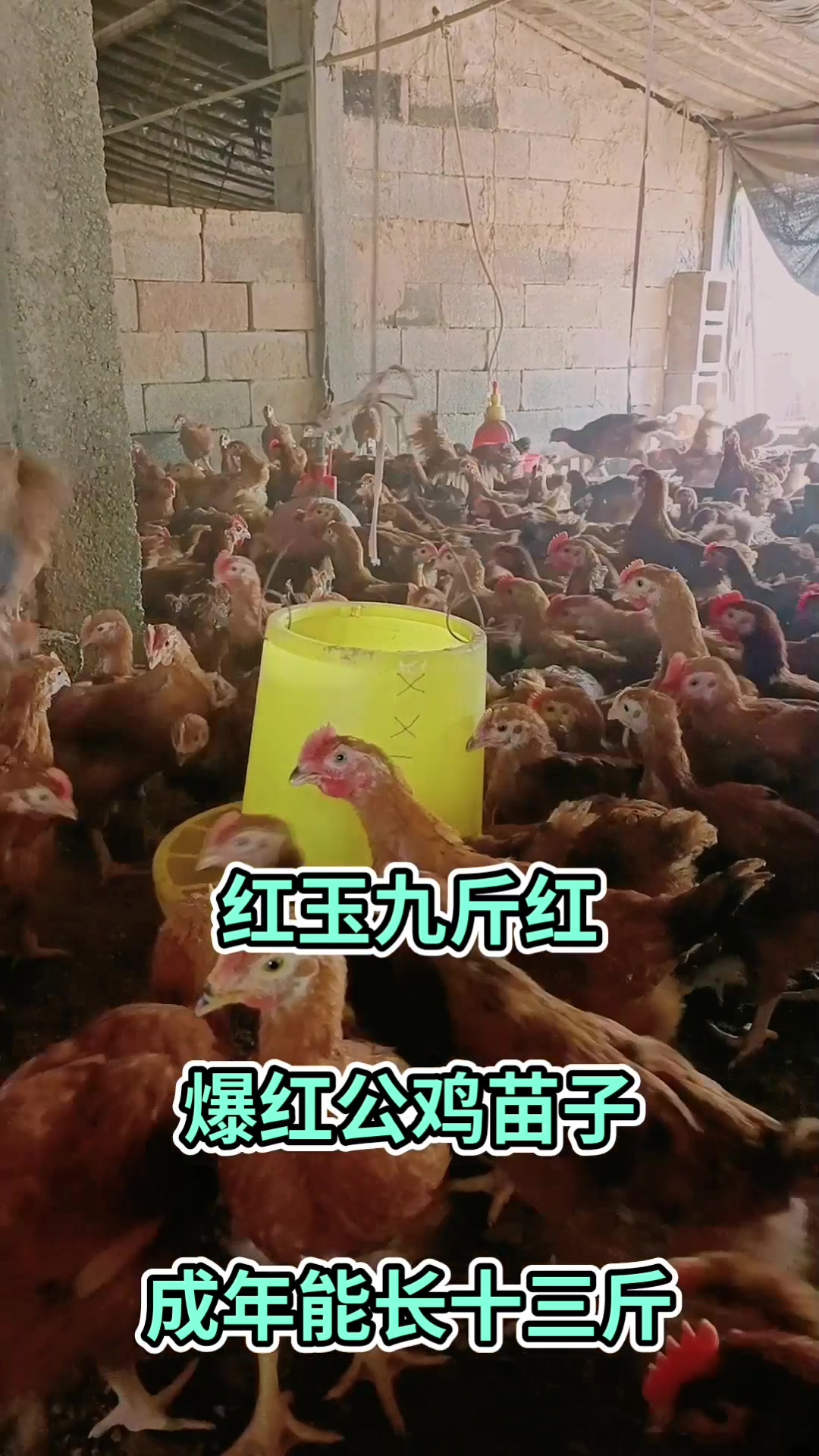 红玉九斤红爆红公鸡苗子,成年能长十三斤