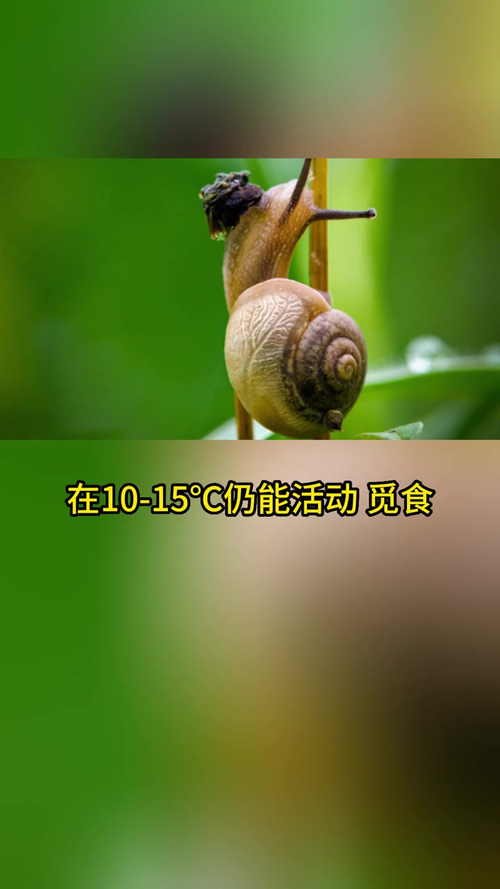 光亮大蜗牛、盖罩大蜗牛、散大蜗牛等这些种类的蜗牛能适应较低的温度,在10-15℃仍能活动、
