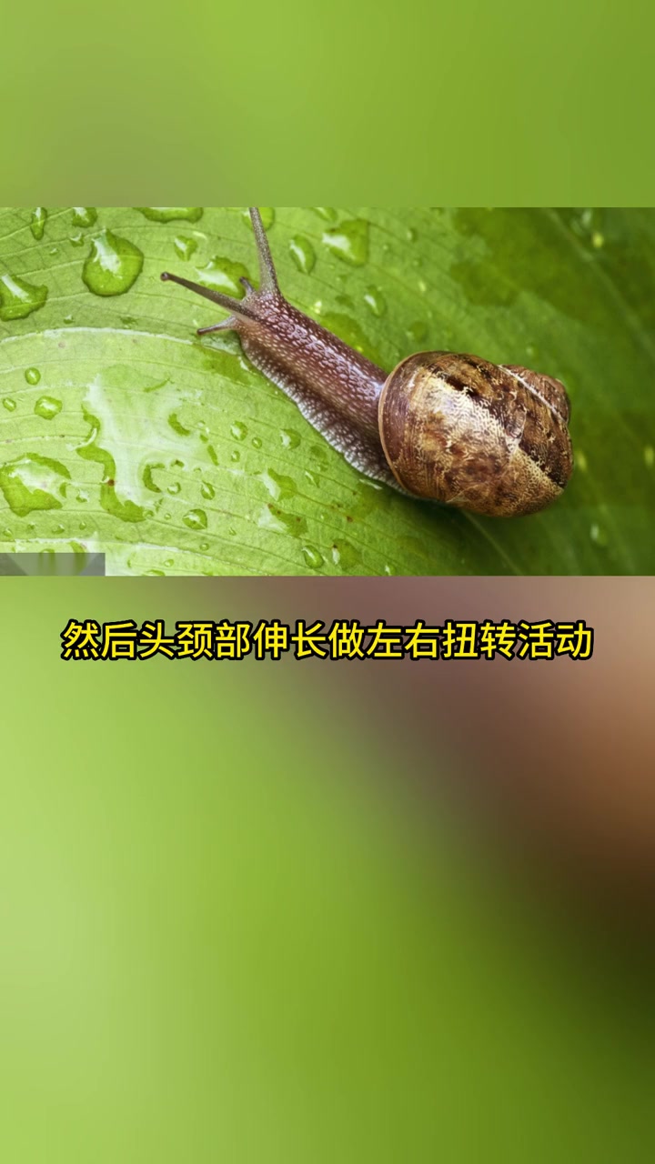 蜗牛入土时,先用腹足黏附地面,然后头颈部伸长做左右扭转活动,大小触角延伸并进行左右摆动收缩