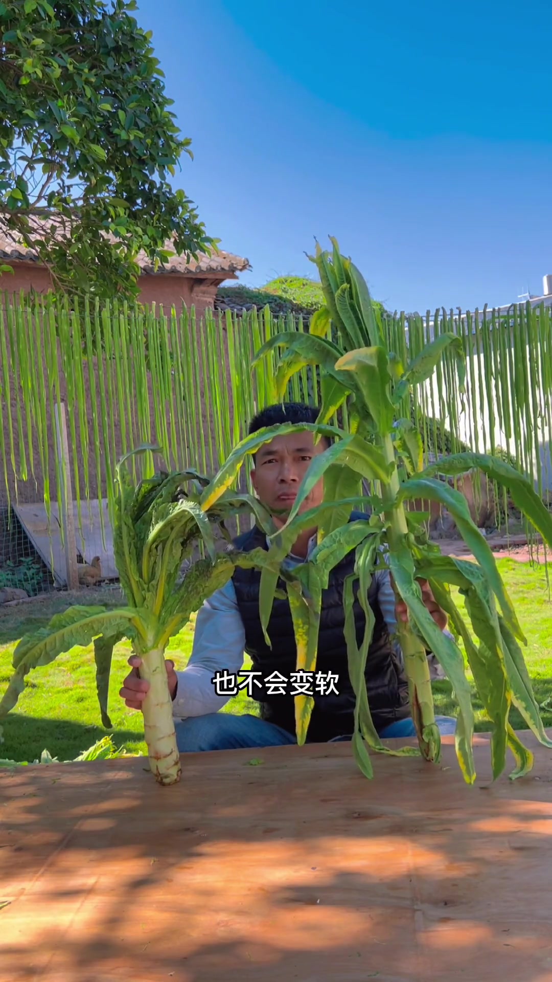 贡菜和莴笋有什么不同?返乡创业 贡菜