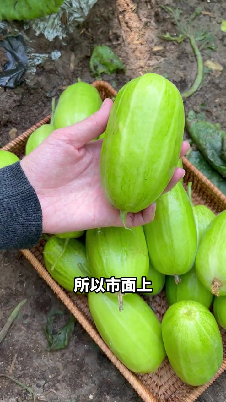 这种瓜脆嫩多汁!种菜 菜瓜 八棱脆 新农人丹妹