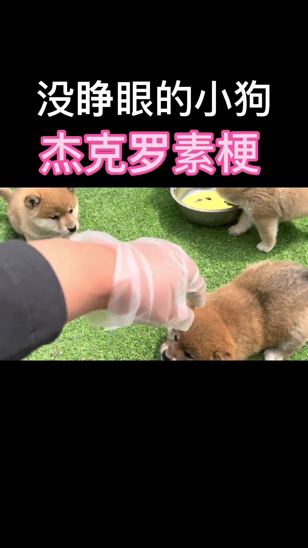 创作灵感 杰克罗素梗 柴犬 西高地