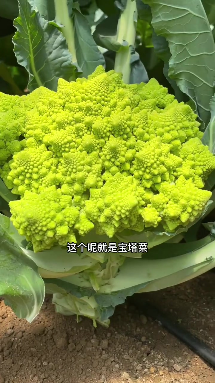 宝塔菜营养丰富口感好,是不多见的好品种,喜欢种植的家人不要拉