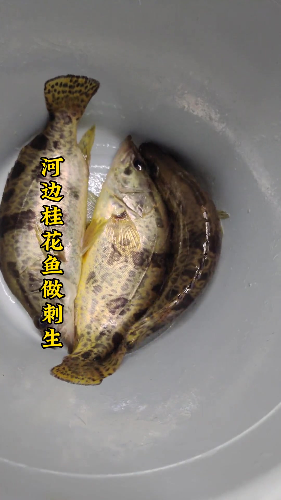 第15集|河边桂花鱼才是鱼生中的王者 最美原生鱼 野生鱼 桂花鱼