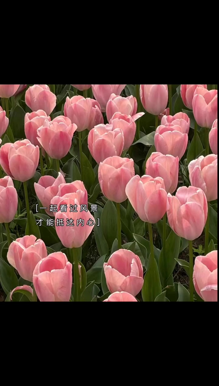 适合看花海发的朋友圈文案✨1、往心里装一片花海让生活多