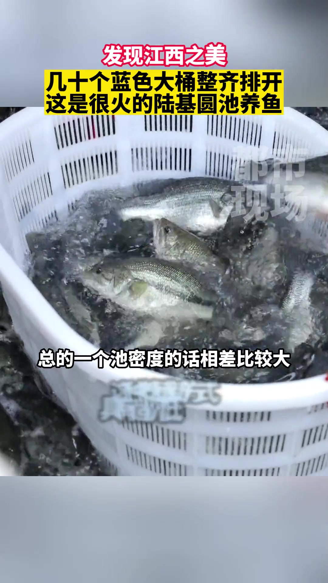 几十个蓝色大桶整齐排开,这是很火的陆基圆池养鱼 江西万安 陆基圆池养鱼新模式 致富经 发现
