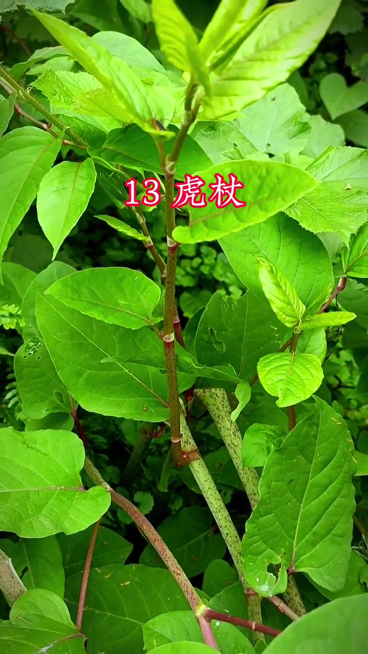 本视频均为小编在农村实物拍摄,差一丢丢被狗亲上一口,取材不易,喜欢可以点赞收藏哦～我的乡村