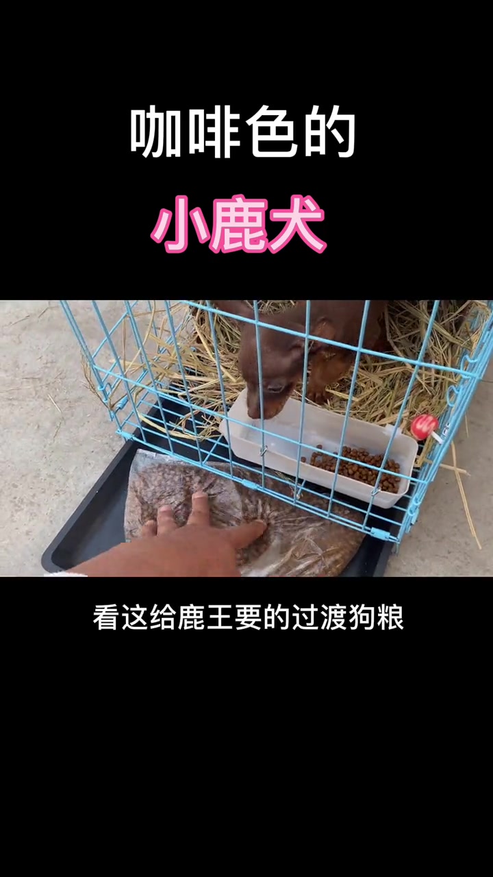 咖啡色的小鹿犬,有没有喜欢的 小鹿犬