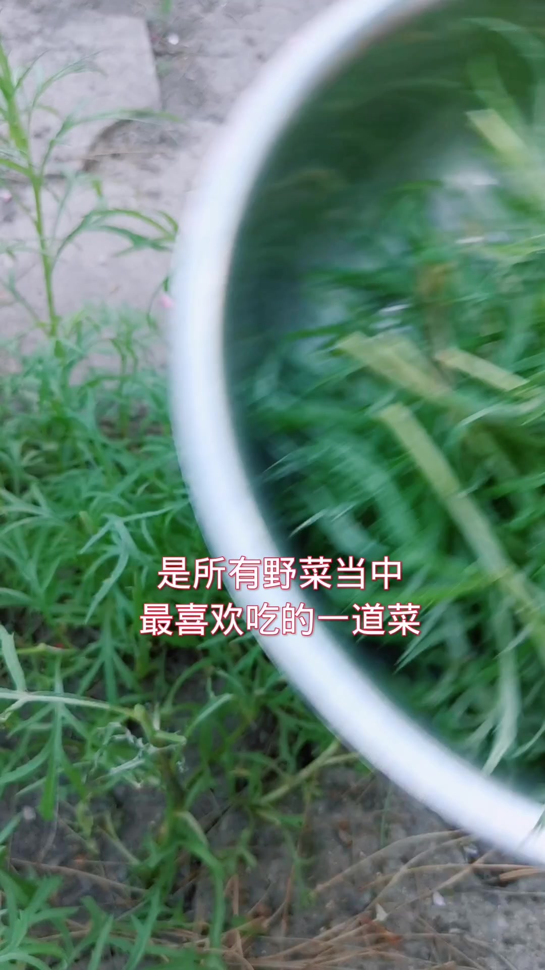 藜蒿是我多年来一直寻找想种的蔬菜 在南方时叫它芦蒿