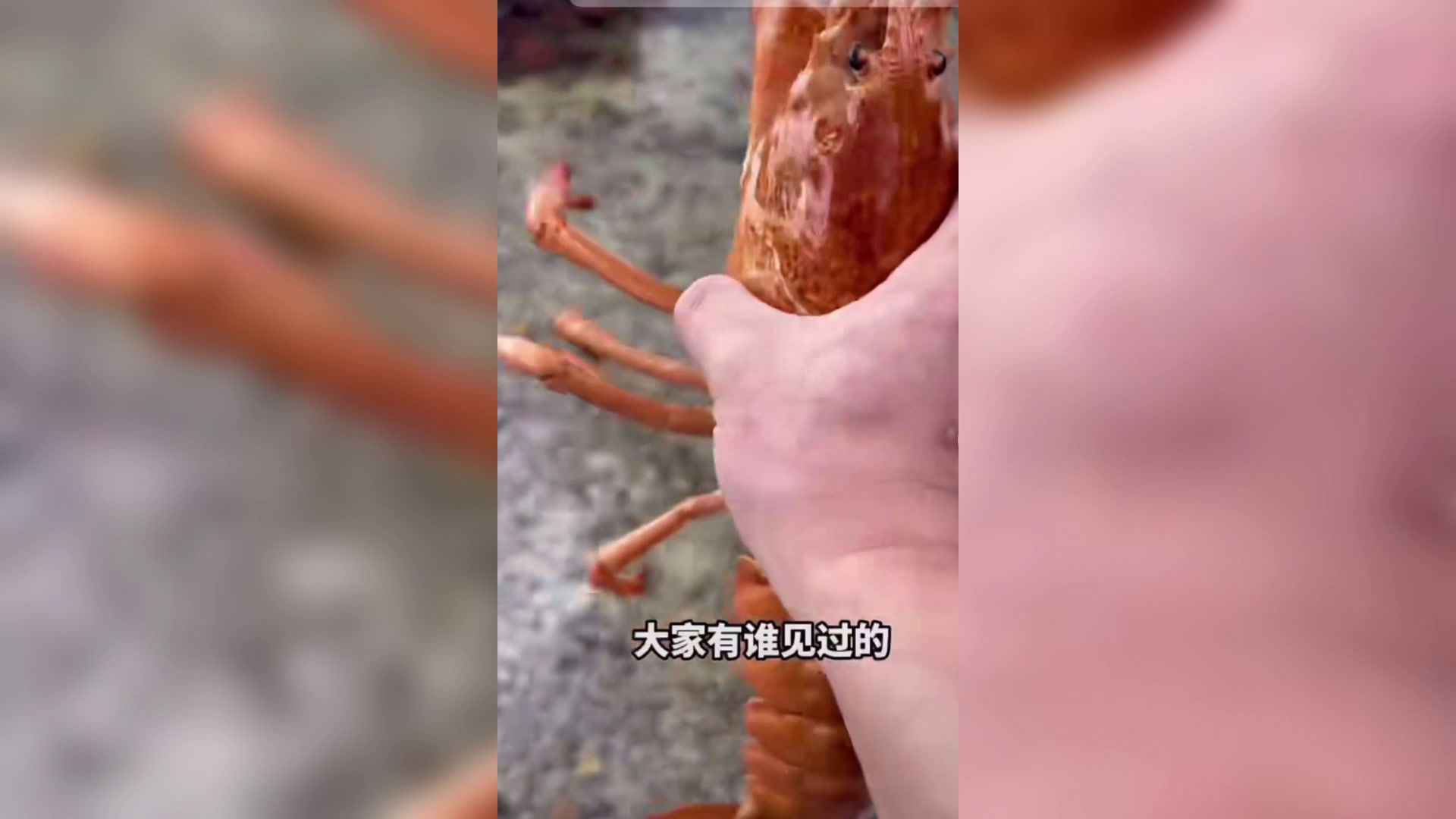那1万1只大龙虾,这辈子可能头一次能见了