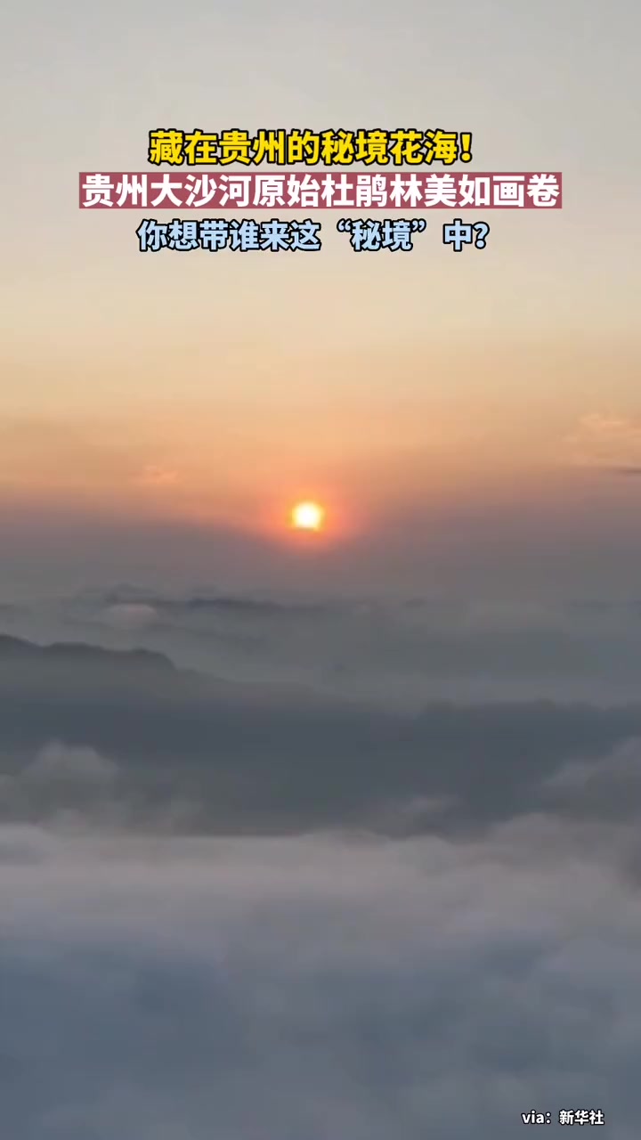 美呆了!藏在贵州深处的秘境花海,你想带谁去?原始杜鹃林 贵州