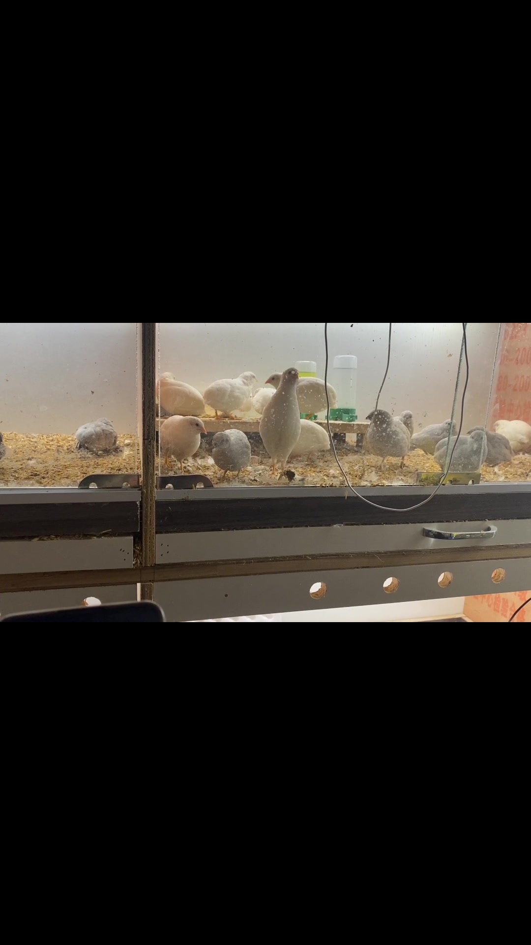 来一个特别简单的芦丁鸡分公母小技巧