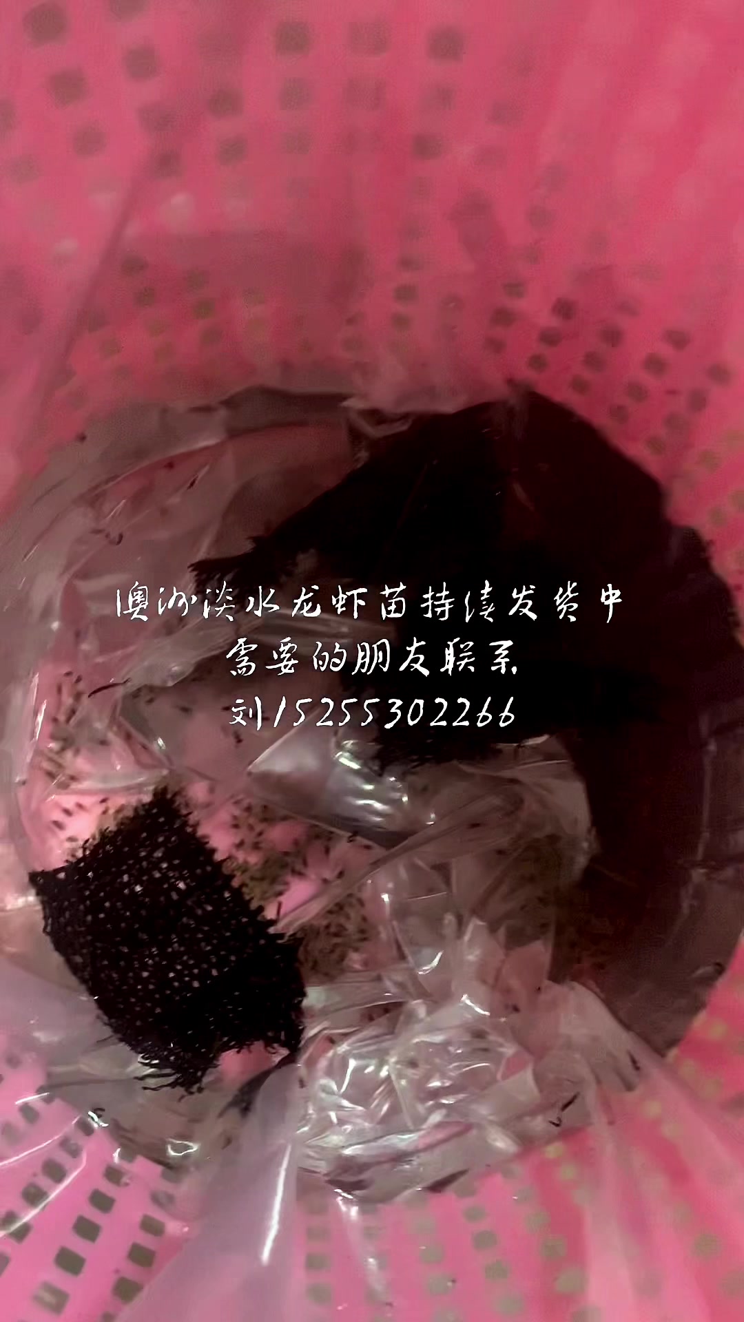 澳洲淡水蓝龙虾苗