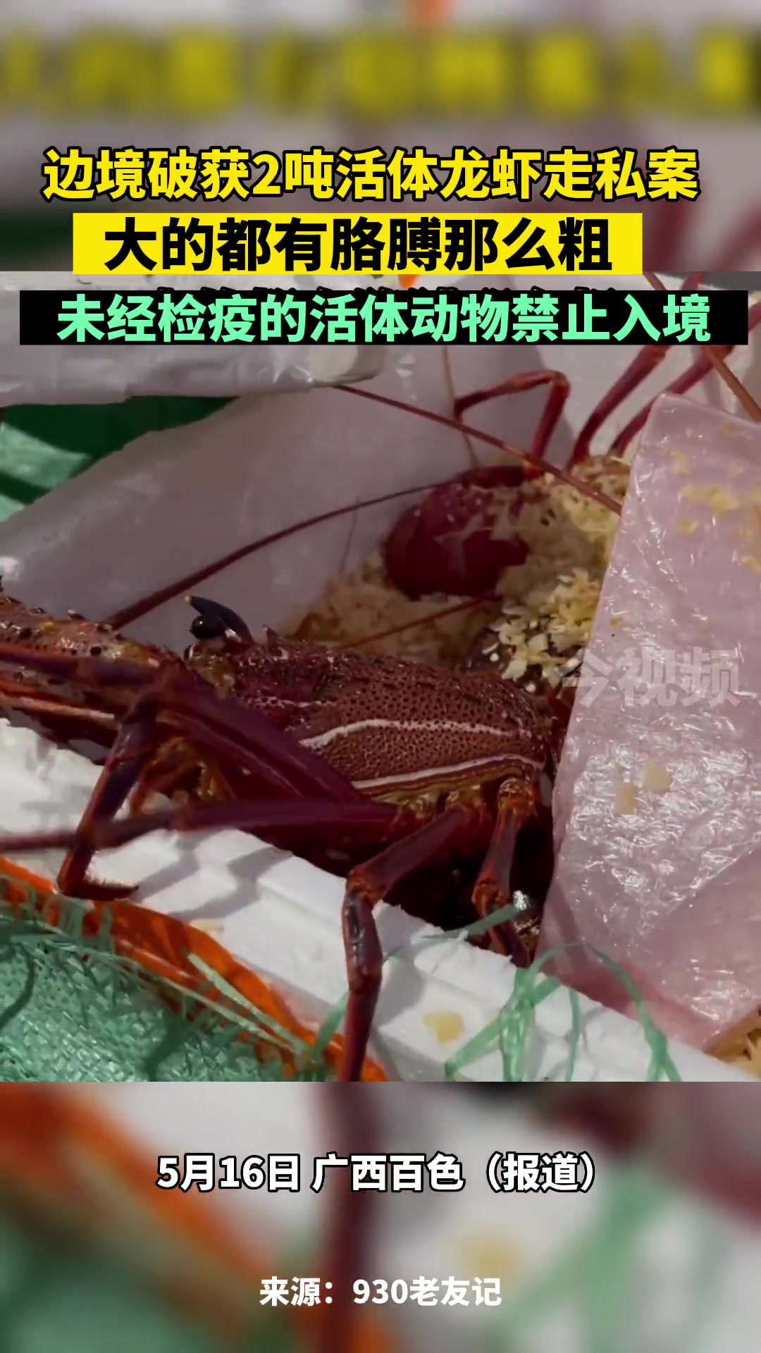 百色破获2吨活体龙虾走私案 价值36万!老百姓关心的话题 边境