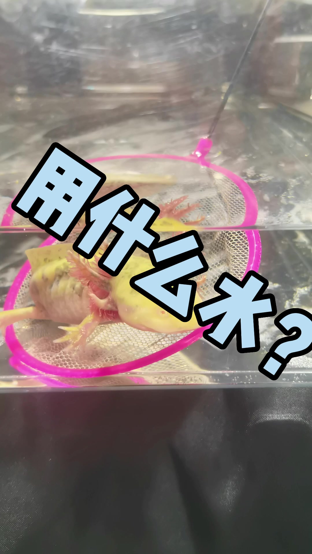 六角恐龙用什么水井水自来水矿泉水还是纯净水