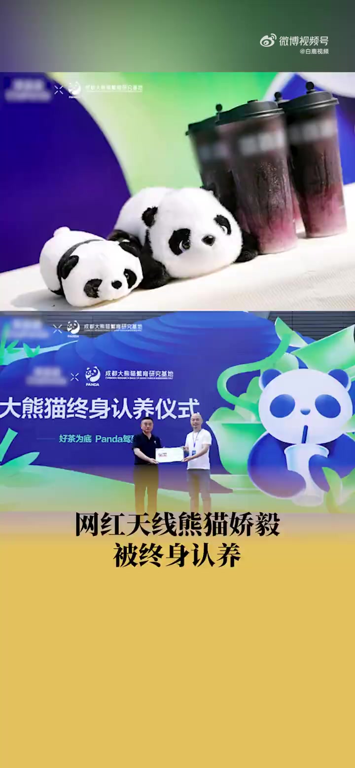 「网红天线熊猫娇毅被终身认养」5月16日,四川成都。一奶茶企业官宣终身认养因头顶有天生黑色