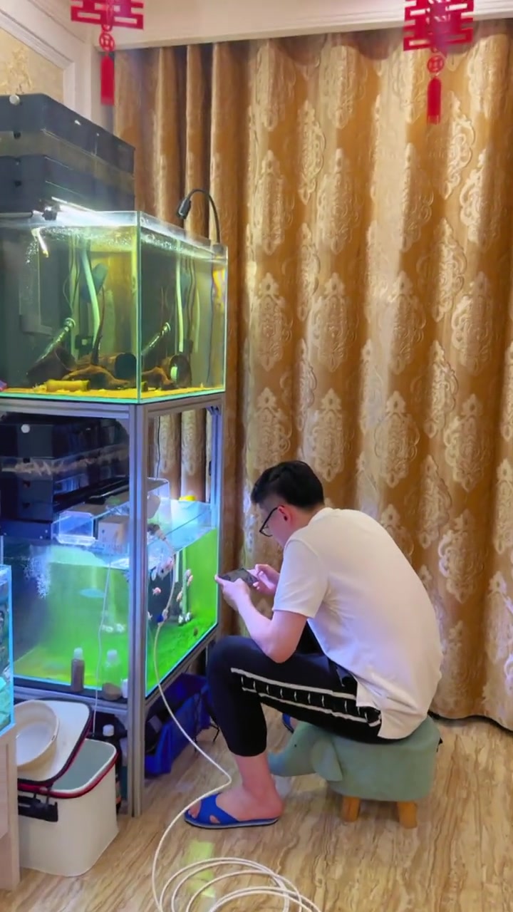 服了!兰寿金鱼 观赏鱼 解压时刻 是时候展现真正的技术了