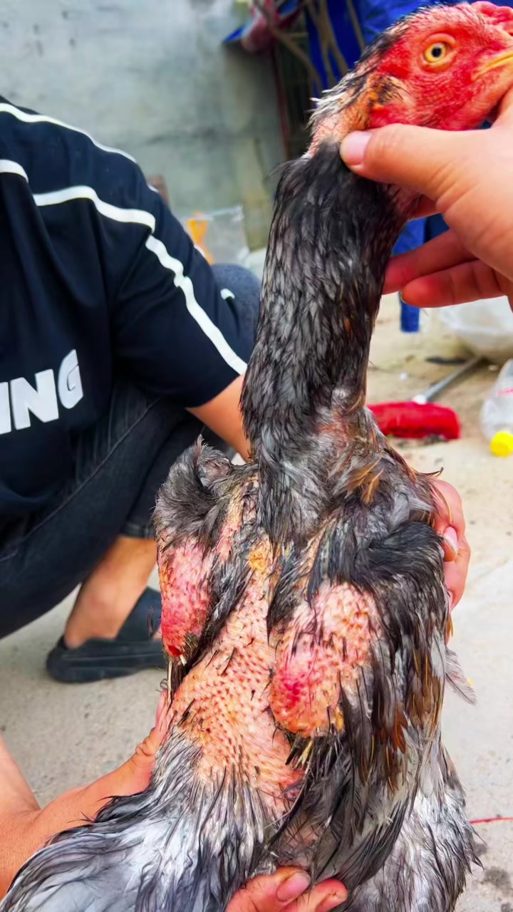 七斤大平头大号灰色母斗鸡