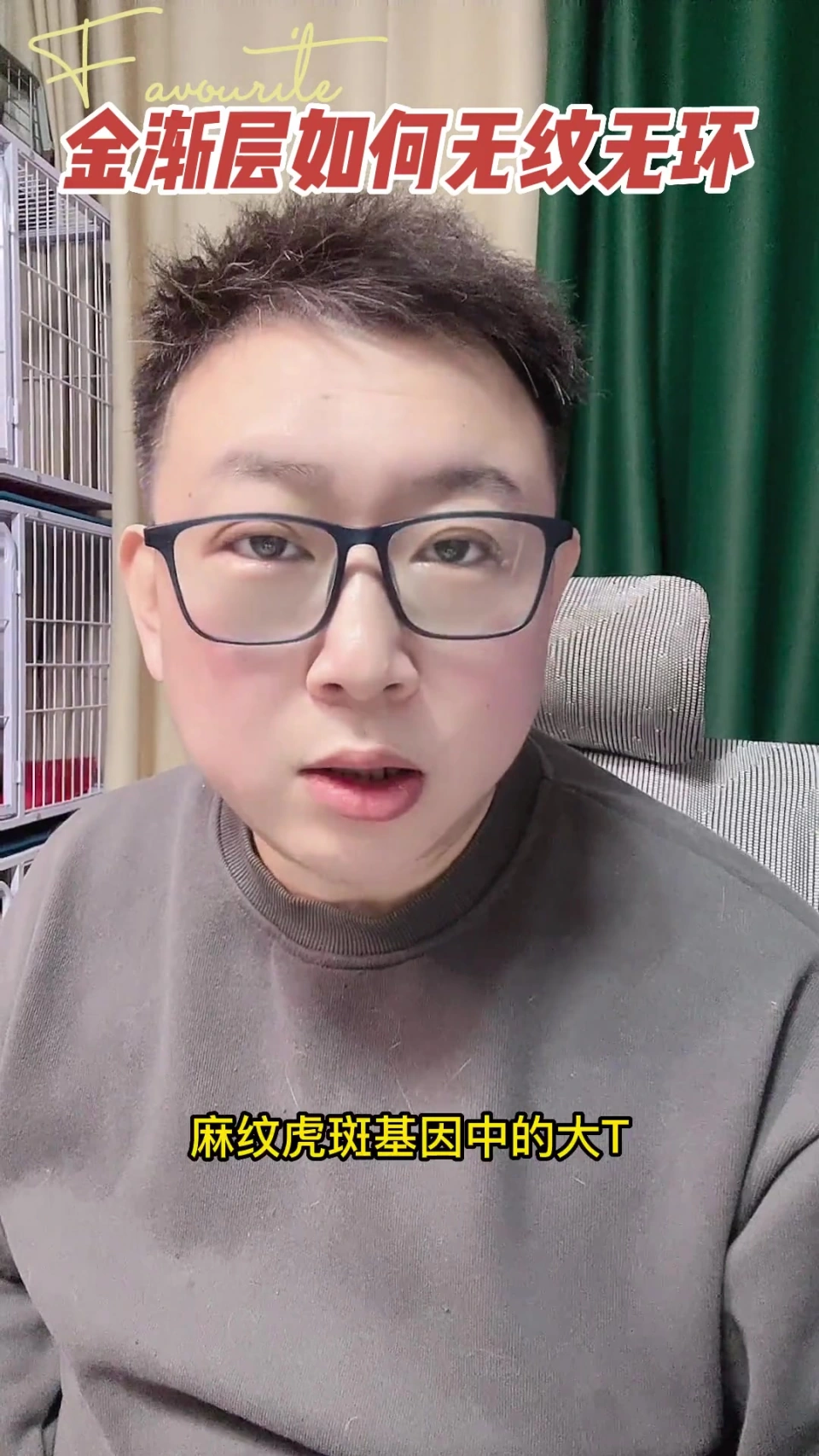 第69集|金渐层繁育怎么才能不出有纹有环的猫,不出鱼骨纹虎斑。麻纹基因了解一下,这期讲麻纹
