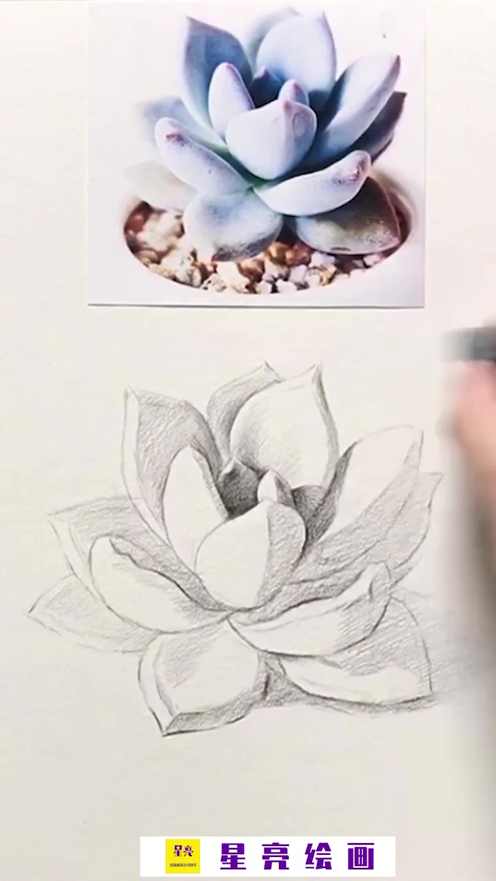 素描多肉植物绘画