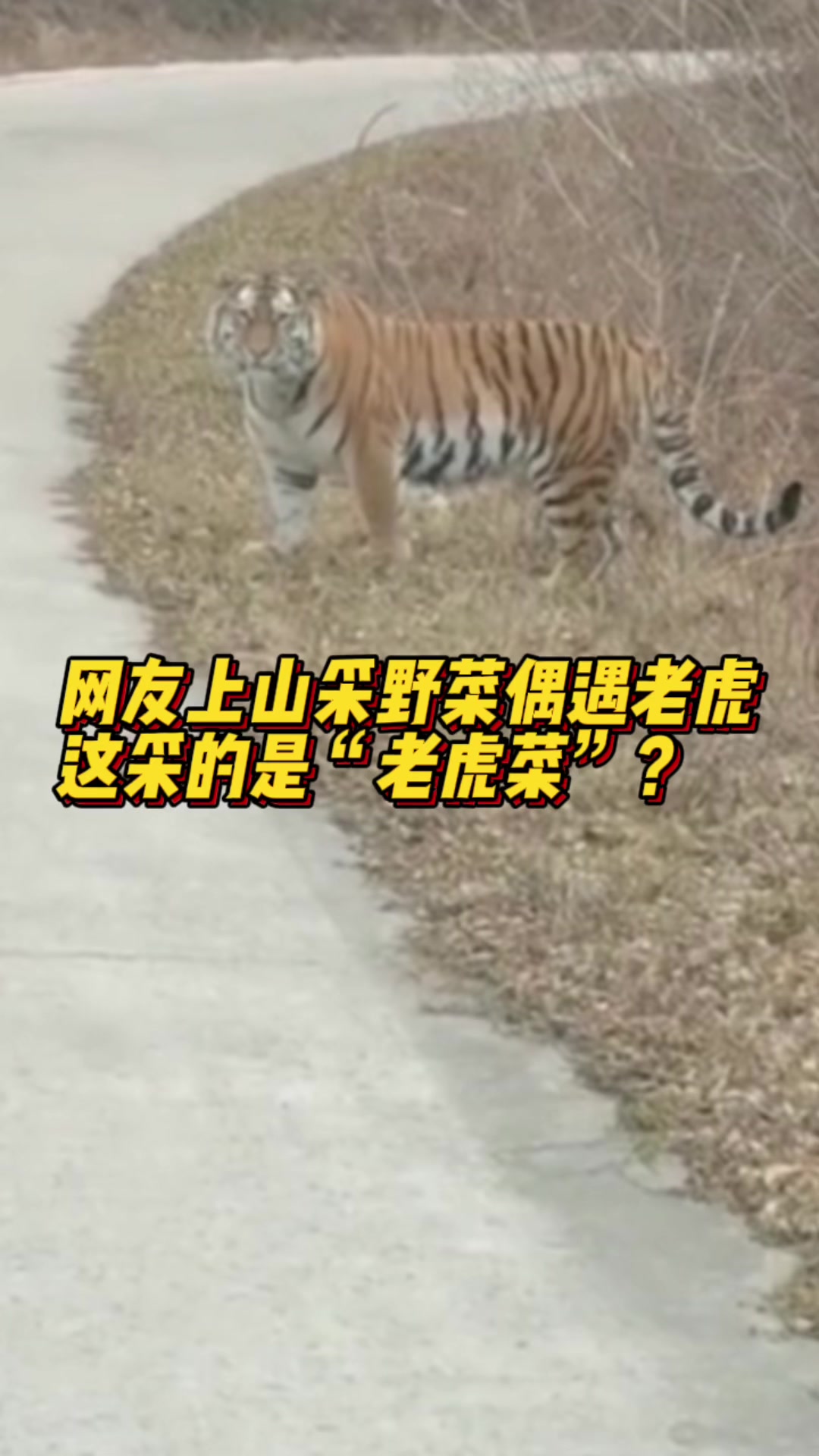 上山摘野菜偶遇野生老虎