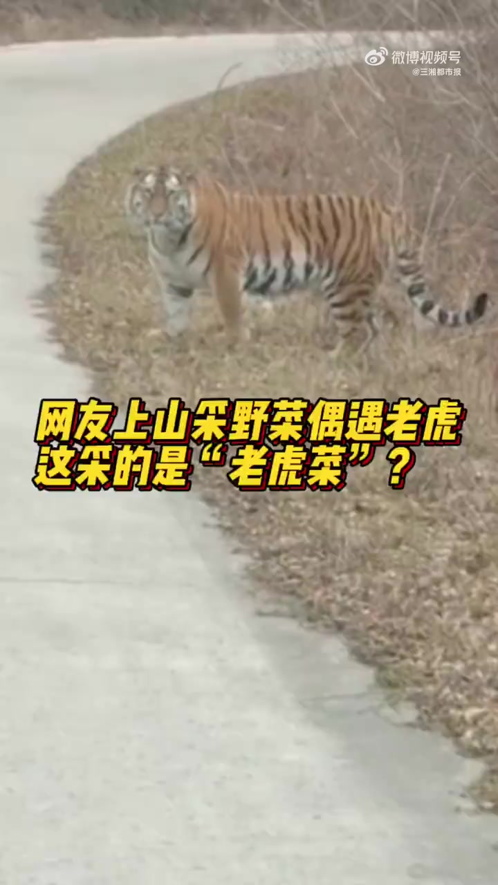 「上山摘野菜偶遇野生老虎」“这老虎可真漂亮”,“咱等一会儿吧,这老虎给足你面子了 ”。5月