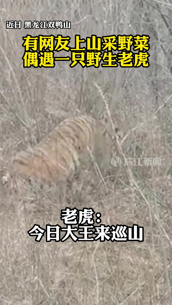 近日,黑龙江双鸭山有网友上山采野菜,偶遇一只野生老虎“巡山”