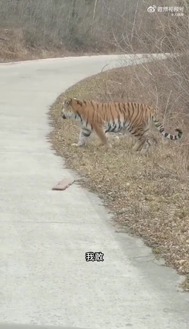 「上山摘野菜偶遇野生老虎」“这老虎可真漂亮”“咱等一会儿吧,这老虎给足你面子了 ”……近日