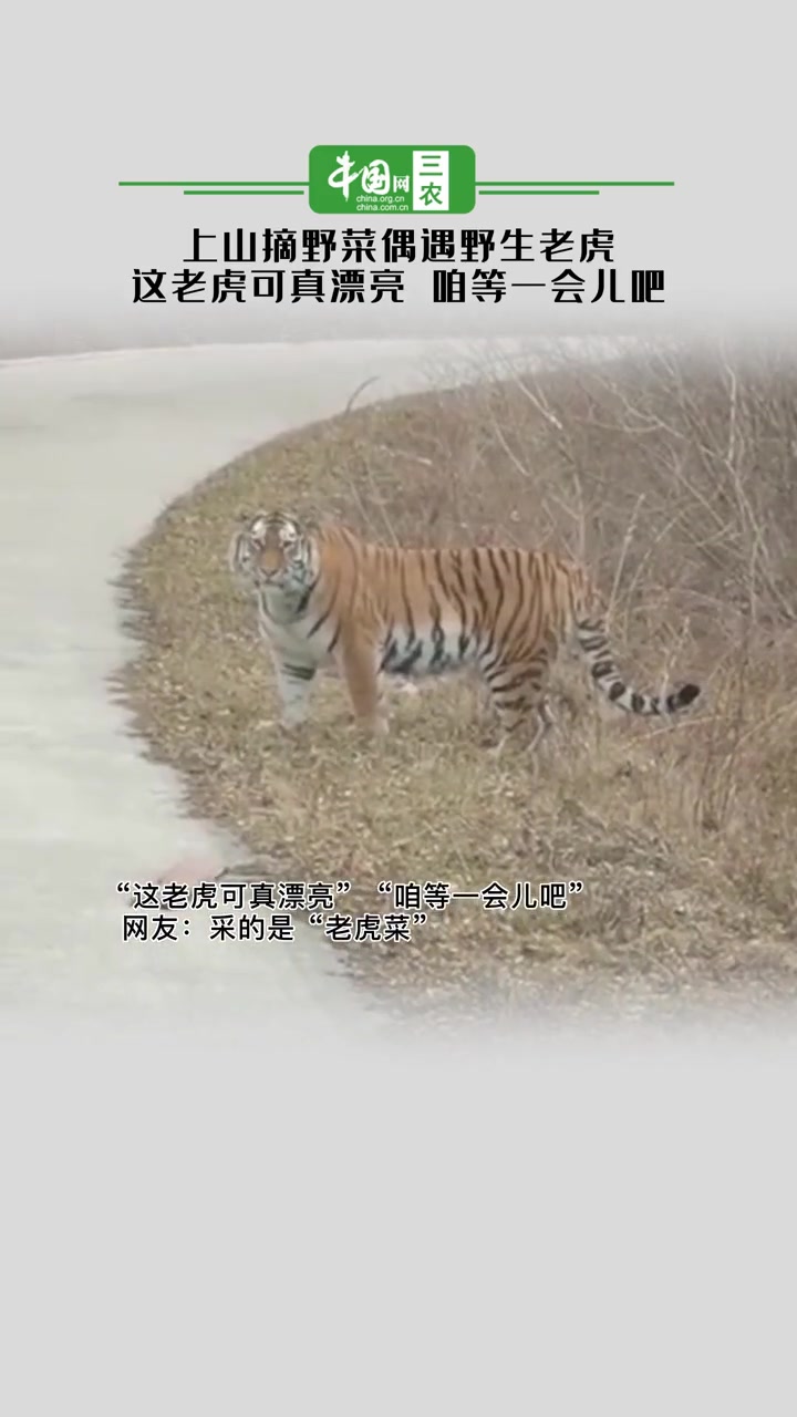 上山摘野菜偶遇野生老虎:这老虎可真漂亮,咱等一会儿吧