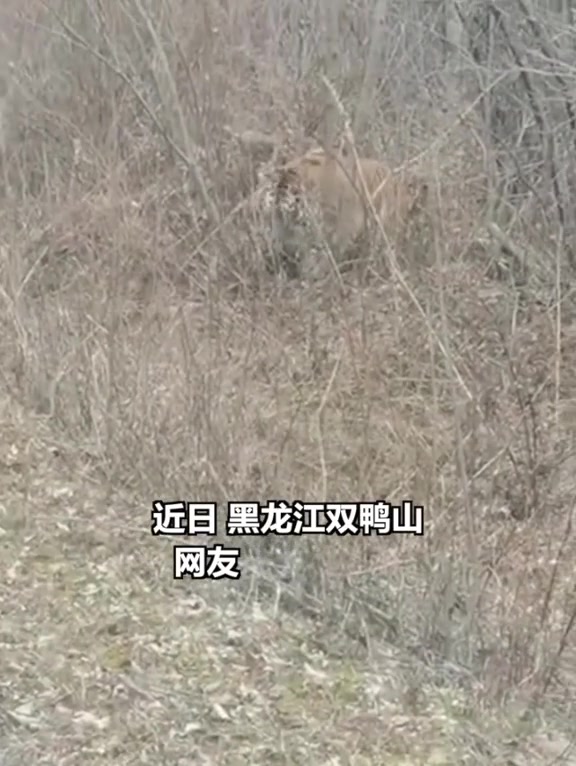 「上山摘野菜偶遇野生老虎!网友:采的是“老虎菜”?」“这老虎可真漂亮”“咱等一会儿吧,这老