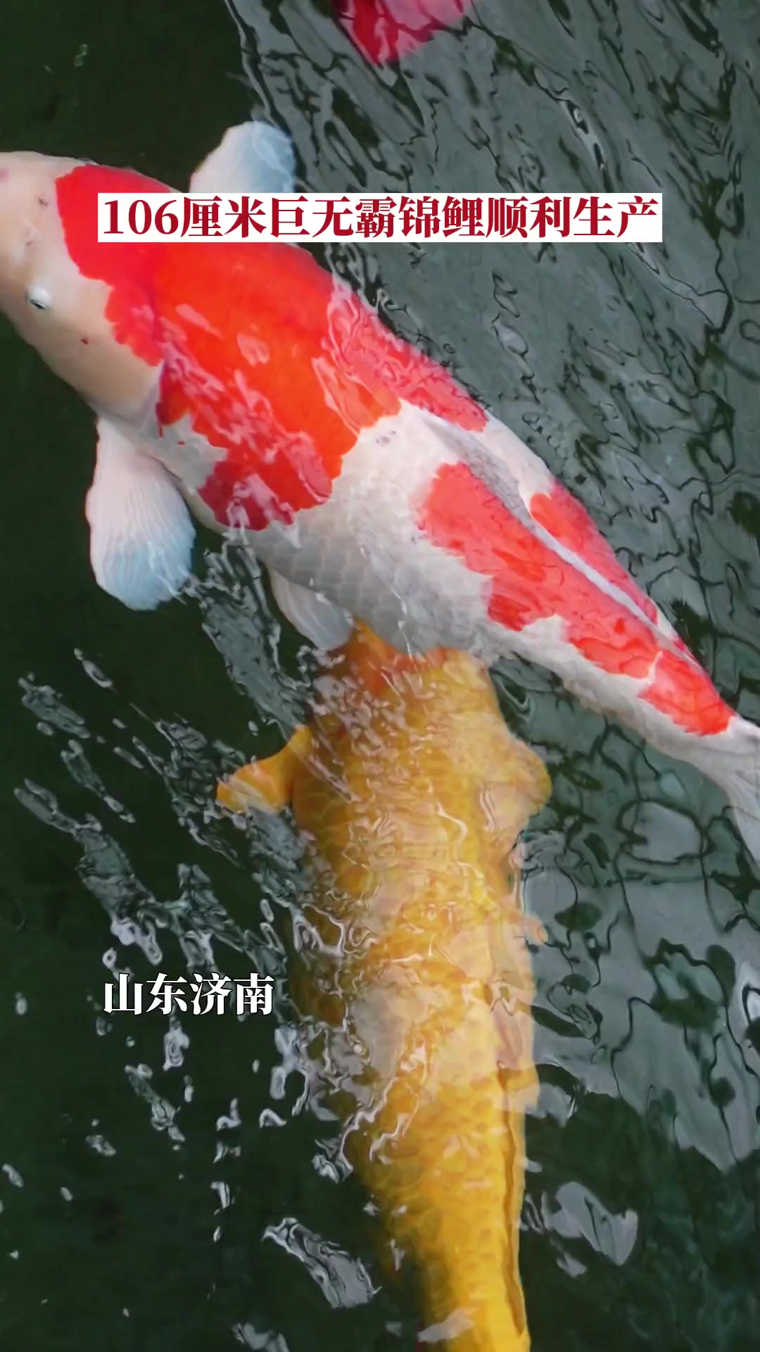 锦鲤是产鱼还是产卵?5月18日,山东济南,106厘米巨无霸锦鲤,顺利生产30万尾水花,一周