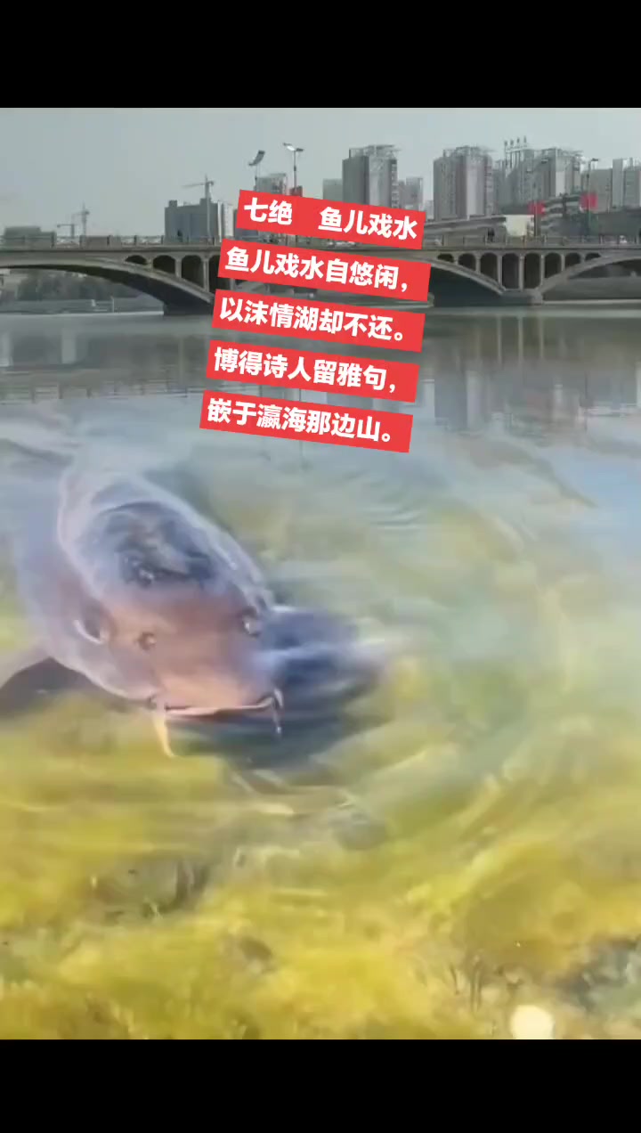 #请欣赏#鱼儿戏水自悠闲