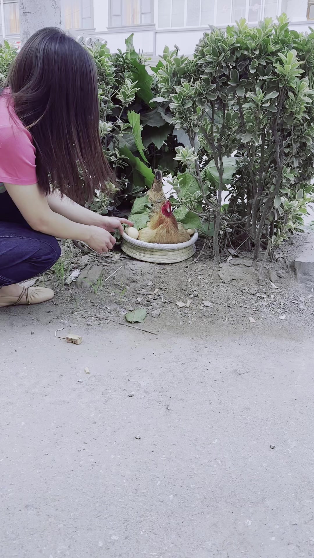 母鸡下蛋标本,大公鸡标本摆件