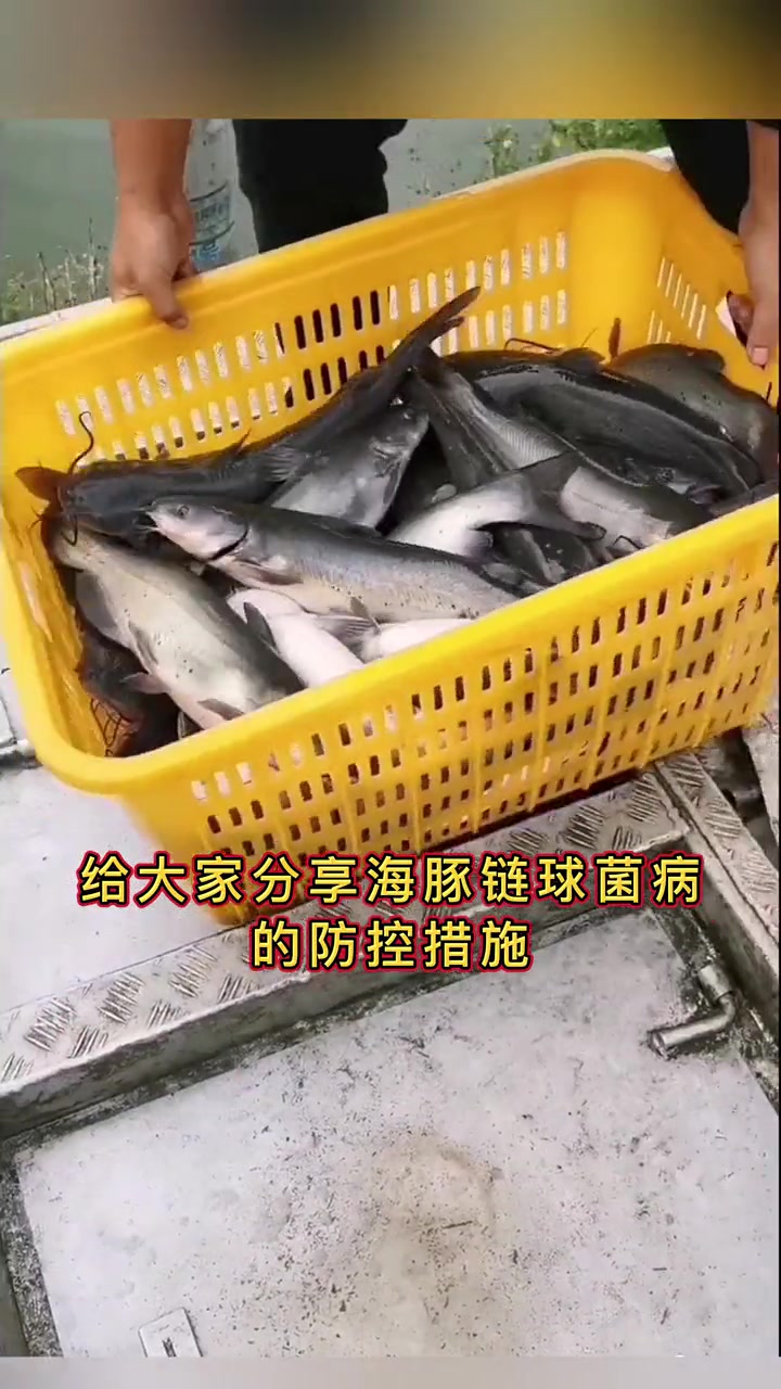 第100集|预警!立夏伊始,黄颡鱼、叉尾鮰的这个问题正伺机而发!关键词,出血!肿大!海豚链